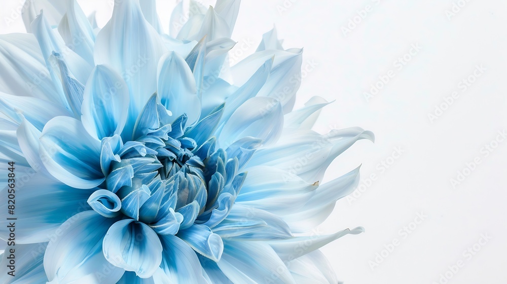 Poster light blue flower on a white background isolated with clipping path closeup big shaggy flower for de