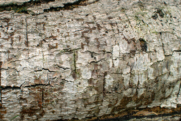 bark of a tree