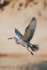 Obraz premium seagull flying in the sky