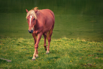 Red horse graze on the shore of mountain lake. Wonderful summer scene of horse in Carpathian...