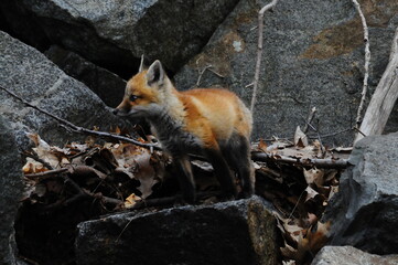 Fox Cub