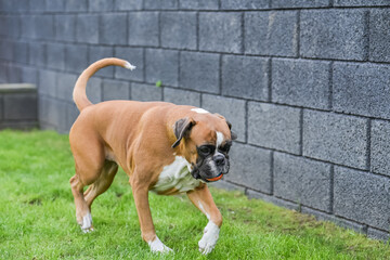 3 years old purebred golden german boxer dog puppy jumping playing with a ball