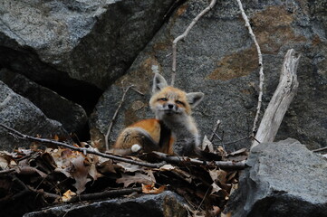 Fox Cub Scratching Itself