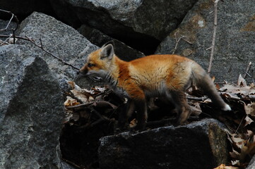 Fox Cub