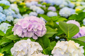 The hydrangeas are in full bloom
