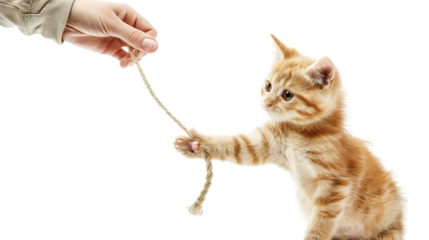 Curious kitten chasing a feather toy held by a person on a transparent background