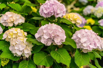 The hydrangeas are in full bloom
