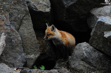 Fox Cub by Den