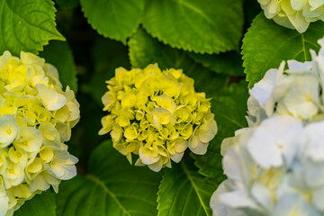 The hydrangeas are in full bloom