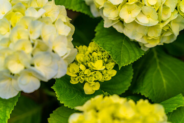 The hydrangeas are in full bloom