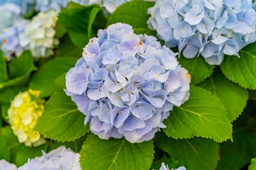 The hydrangeas are in full bloom