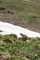 Naklejka premium Marmot on green meadow with snow