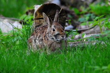 Rabbit