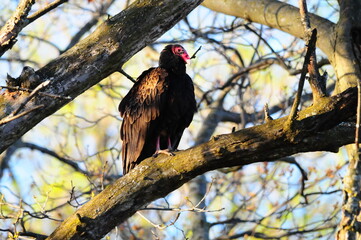 Turkey vulture at dawn