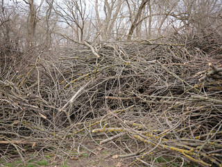 A lot of dry branches were cut down in the city park.