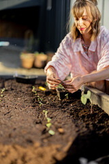 Young woman plants vegetable sprouts into raised beds at her backyard garden. Growing organic food near home