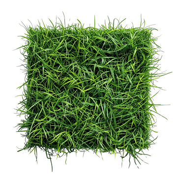 Square of green grass isolated on transparent background