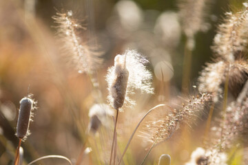 風に揺れるガマ