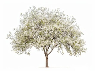 Stunning Bradford Pear Tree: A Photographic Study in Isolation
