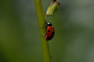 Ladybug eats an Aphid
