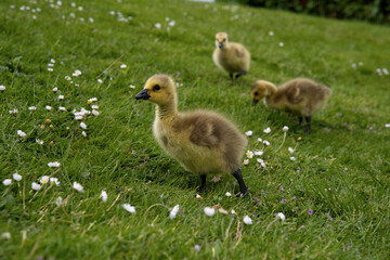 Canada goose chicks in the grass field