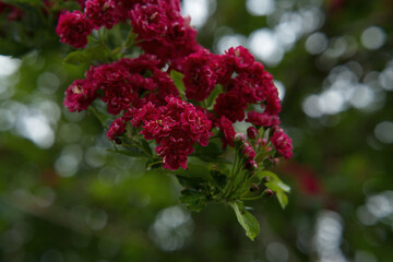 Fototapeta premium English hawthorn, or Paul's scarlet