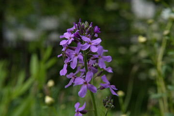 Obraz premium Dame's rocket, or Damask-violet