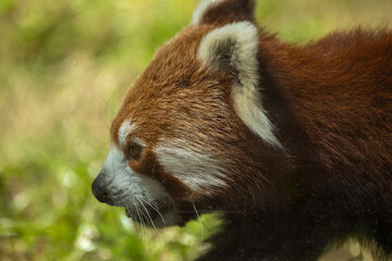 close-up of Lesser Panda Bear (Ailurus fulgens), with green background