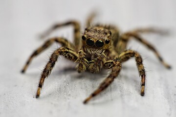 a small spider with big eyes - Powered by Adobe