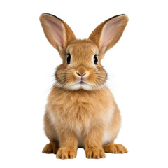 Obraz premium Adorable brown rabbit with large ears sitting and looking forward. on a Transparent background