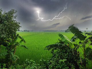 Images of lightning flash between dark clouds in the sky and lush green paddy fields spread across vast areas below.