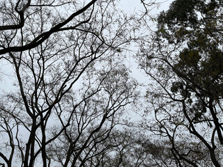 Springtime trees under foggy sky