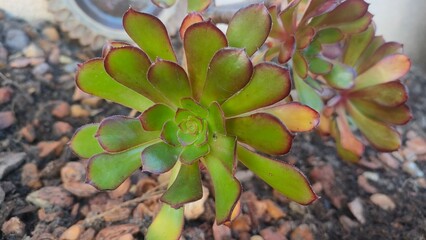 Aeonium 'Blushing Beauty