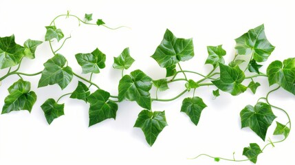 Wild morning glory leaves tropical plant climbing on twisted jungle liana isolated on white background, clipping path included