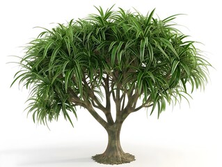 Stunning D Rendering of a Vibrant Indoor Dracaena Tree on a White Background