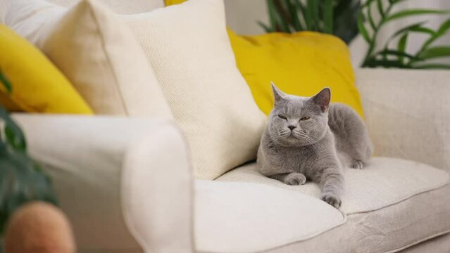 4K Cute female blue gray color British Shorthair breed cat sleeping on sofa in living room. Kitten resting on couch. Adorable domestic indoor feline pet cat relaxing with human owner family at home.