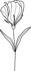 Botanical flower line art element vector