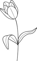 Tulip flower line art element vector