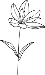 Lily flower line art element vector