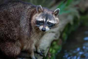 Raccoon standing on rock by water