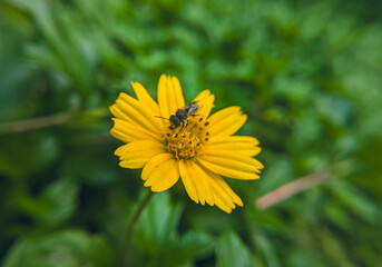 BEE ON YELLOW FLOWER. amazing photography. original stock photography. beautiful view