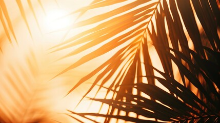Fototapeta premium Sunlit Palm Leaves: Intricate Shadows and Nature's Beauty