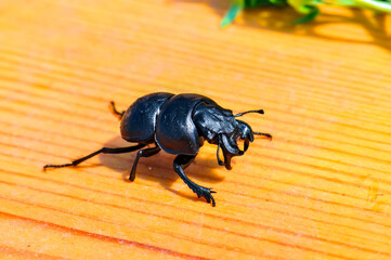 Macro photo of black beetle Kravchik or Lethrus