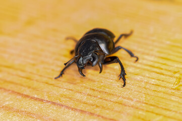 Macro photo of black beetle Kravchik or Lethrus