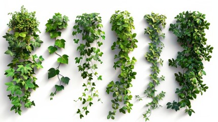 Hyper realistic ten different creeper plants isolated on a white background