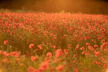 Field poppies sunset light banner. Red poppies flowers bloom in meadow. Concept nature,...