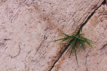 a small piece of grass is growing out of a log.