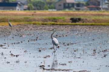 泥鰌を狙う青鷺