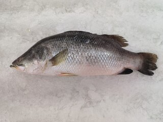 Seaperch , fresh fish on ice