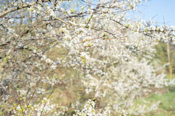 park, tree, landscape, nature, flower, blossom, season, spring, springtime, sky, leaf, freshness, flora, day, branch, tranquil scene, sunlight, plant, colourful